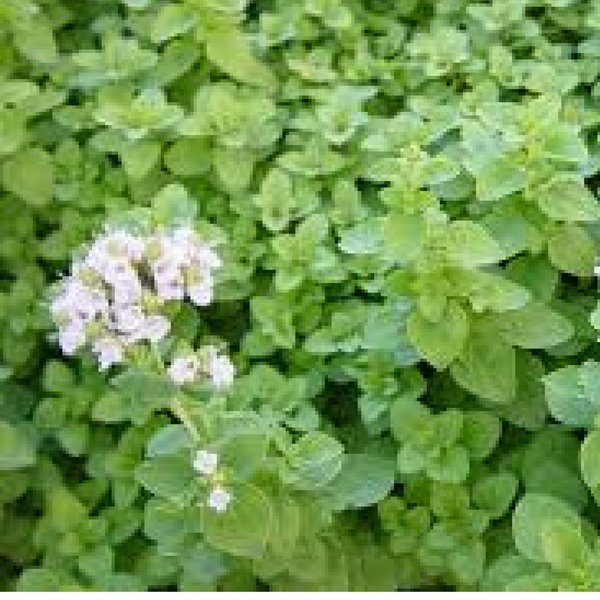 Marjoram 5 ml