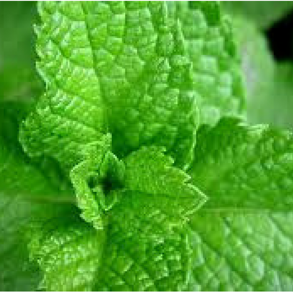 Peppermint 5 ml – Lavender Hill Botanicals