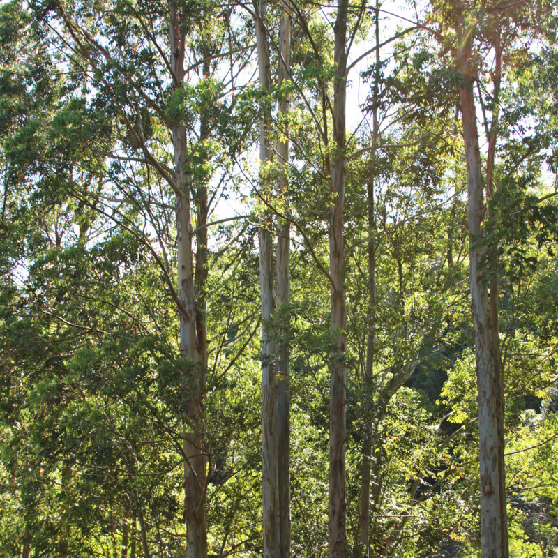 Eucalyptus Radiata
