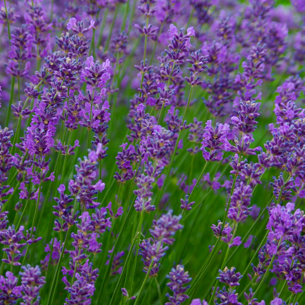Lavender Essential Oil