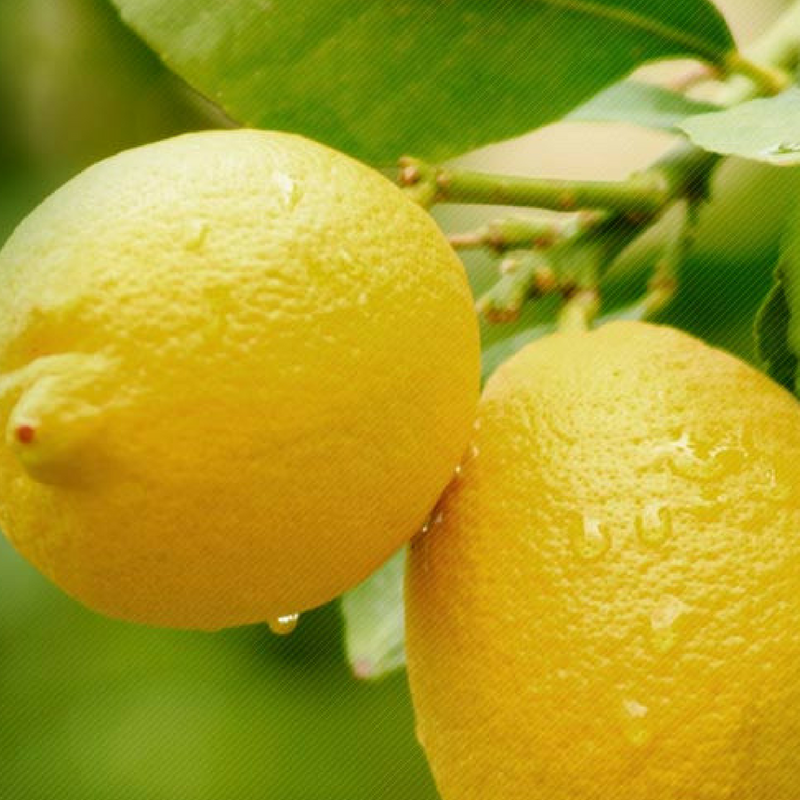 Lemon Peel
